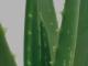 Aloe vera, léčivka i pokojová rostlina
